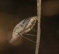 Dead leaf-mimicking katydid (Orophus tesselatus) Royalty Free Stock Photo