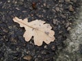 A dead leaf from an oak covered with a myriad of drops of dew, each one acting as a magnifying glass Royalty Free Stock Photo