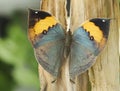 Dead-leaf or orange oakleaf butterfly, Kallima inachus Royalty Free Stock Photo