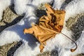 Dead leaf over snow