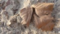 Dead Leaf in the Sand Royalty Free Stock Photo