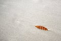 Dead leaf and sand Royalty Free Stock Photo