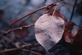 a dead leaf sits on a branch in the middle of a forest