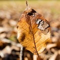 a dead leaf sits on the ground in a field