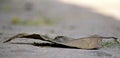 A dead leaf of a tree on sand Royalty Free Stock Photo