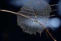 a dead leaf with water droplets on it Royalty Free Stock Photo
