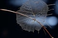 a dead leaf with water droplets on it