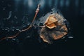 a dead leaf on the window of a car in the rain