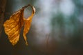 Dead leaf in Winter Royalty Free Stock Photo