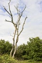 Dead leafless tree in German nature Royalty Free Stock Photo