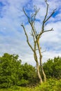 Dead leafless tree in German nature Royalty Free Stock Photo