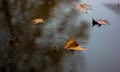 Dead leafs in sad, autumn rain