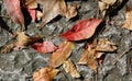 Dead leaves Royalty Free Stock Photo