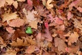 Dead leaves background Royalty Free Stock Photo