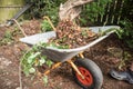 Dead leaves being shoveled into a wheel barrow in a garden