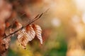 Dead Leaves Bokeh Background Autumn