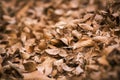 Dead Leaves Royalty Free Stock Photo