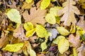 Dead leaves covering the ground in the forest in the fall season