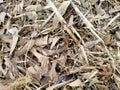 Dead leaves dead twig with brown color