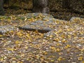 Dead leaves on the forest floor in autumn Royalty Free Stock Photo