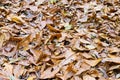 Dead leaves in garden for backgrounds and textures Royalty Free Stock Photo