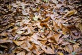 Dead leaves in garden for backgrounds and textures Royalty Free Stock Photo