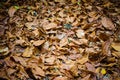 Dead leaves in garden for backgrounds and textures Royalty Free Stock Photo