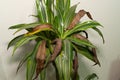 dead leaves on an indoor houseplant