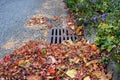 Dead leaves and pine needles collecting on a residential street and curb, sewar drain grate cleaned off Royalty Free Stock Photo