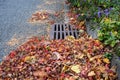 Dead leaves and pine needles collecting on a residential street and curb, sewar drain grate cleaned off Royalty Free Stock Photo