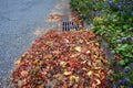 Dead leaves and pine needles collecting on a residential street and curb, sewar drain grate cleaned off Royalty Free Stock Photo