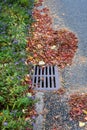 Dead leaves and pine needles collecting on a residential street and curb, sewar drain grate cleaned off Royalty Free Stock Photo