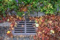 Dead leaves and pine needles collecting on a residential street and curb, sewar drain grate cleaned off Royalty Free Stock Photo