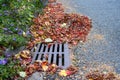 Dead leaves and pine needles collecting on a residential street and curb, sewar drain grate cleaned off Royalty Free Stock Photo