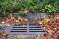 Dead leaves and pine needles collecting on a residential street and curb, sewar drain grate cleaned off Royalty Free Stock Photo