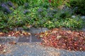 Dead leaves and pine needles collecting on a residential street and curb, sewar drain grate cleaned off Royalty Free Stock Photo