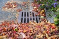 Dead leaves and pine needles collecting on a residential street and curb, sewar drain grate cleaned off Royalty Free Stock Photo