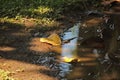 DEAD LEAVES IN A PUDDLE OF WATER Royalty Free Stock Photo