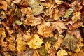 Dead leaves shot ideal for backgrounds Royalty Free Stock Photo