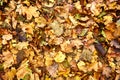 Dead leaves shot ideal for backgrounds Royalty Free Stock Photo