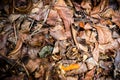 the Dead leaves shot ideal for backgrounds and textures Royalty Free Stock Photo