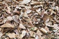 Dead leaves shot ideal for backgrounds and textures Royalty Free Stock Photo