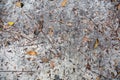 Dead leaves shot ideal for backgrounds and textures Royalty Free Stock Photo