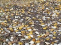 Dead leaves on the forest floor in autumn Royalty Free Stock Photo