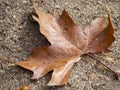 Dead leaves on the forest floor in autumn Royalty Free Stock Photo