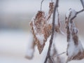 The dead leaves of the trees hanging on the branch are covered with frost and snow. Winter in the park Royalty Free Stock Photo