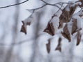 The dead leaves of the trees hanging on the branch are covered with frost and snow. Winter in the park Royalty Free Stock Photo