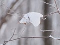 The dead leaves of the trees hanging on the branch are covered with frost and snow. Winter in the park Royalty Free Stock Photo