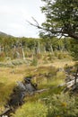 Dead Lenga beech (nothofagus pumilio) in a marsh