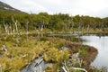 dead lenga beech trees in a beaver dam